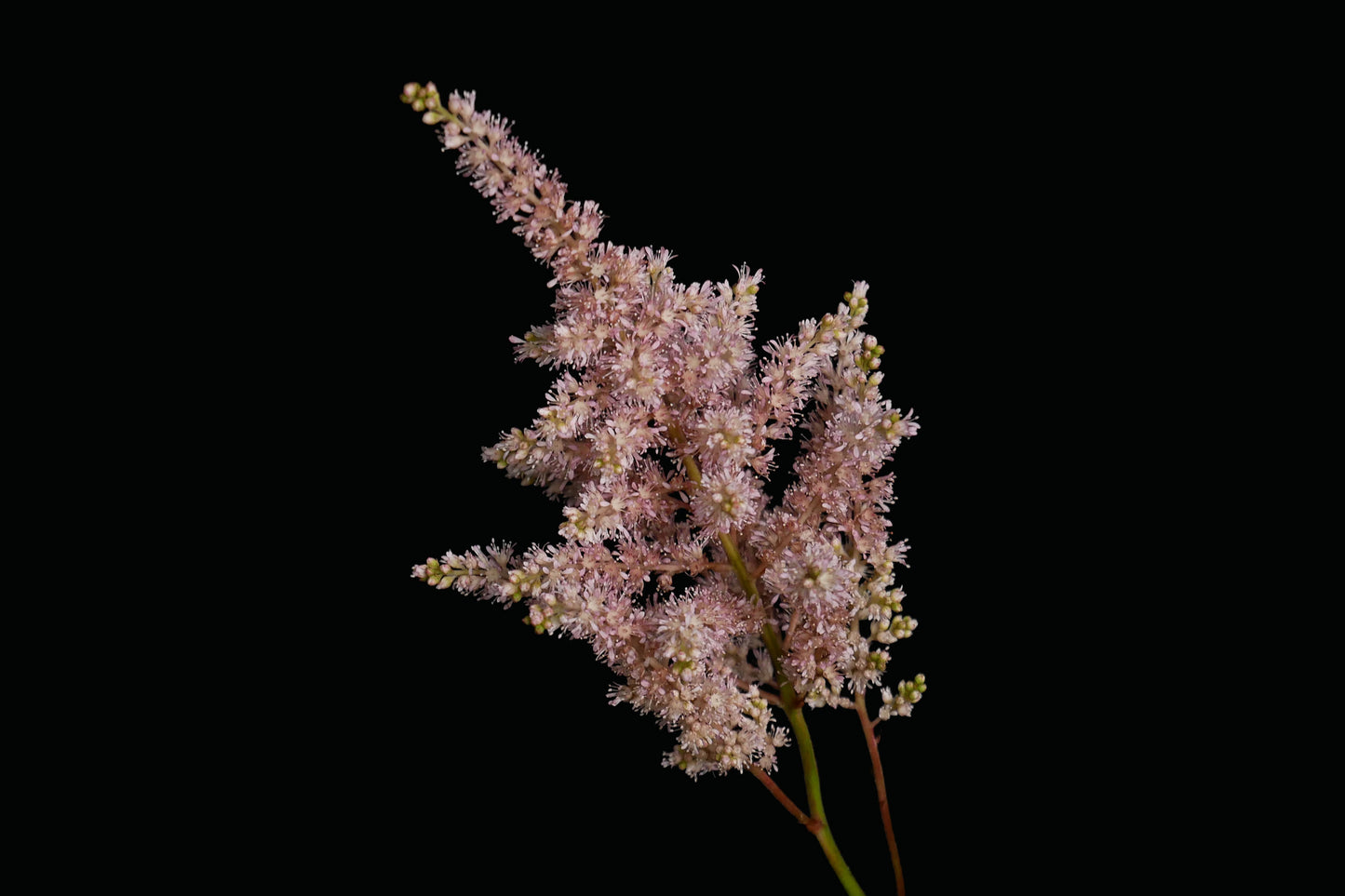 Astilbe Tinted Caramel (MOQ : 10Stems/Bunch) ETA 25 Jan 2025