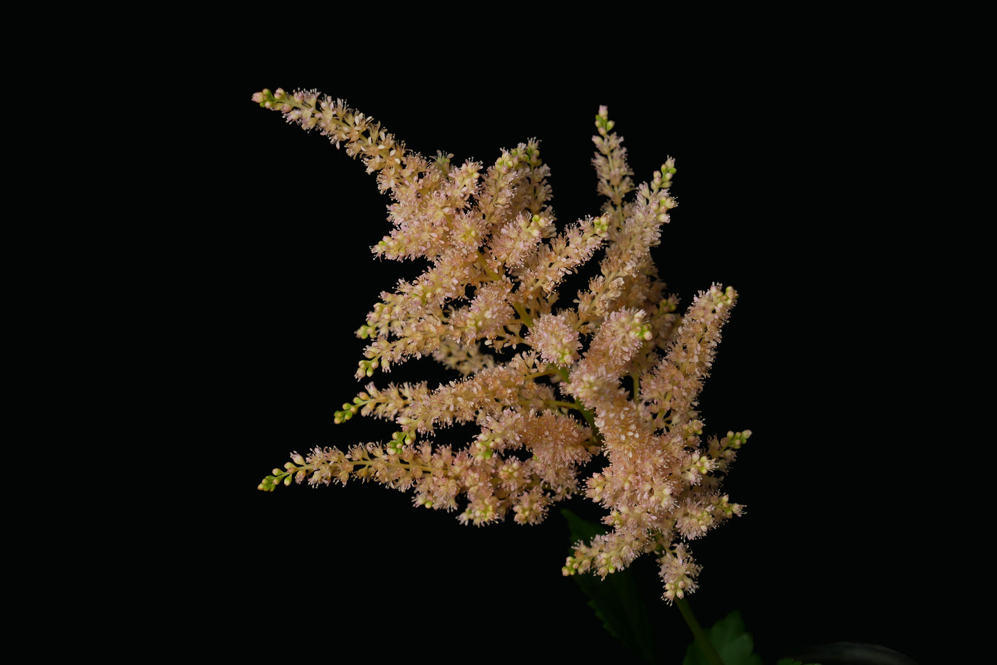 Astilbe Tinted Apricot (MOQ : 10Stems/Bunch) ETA 23 Jan 2025