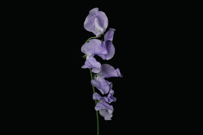 Sweet Pea Lavender