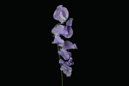 Sweet Pea Lavender (Pre Order)