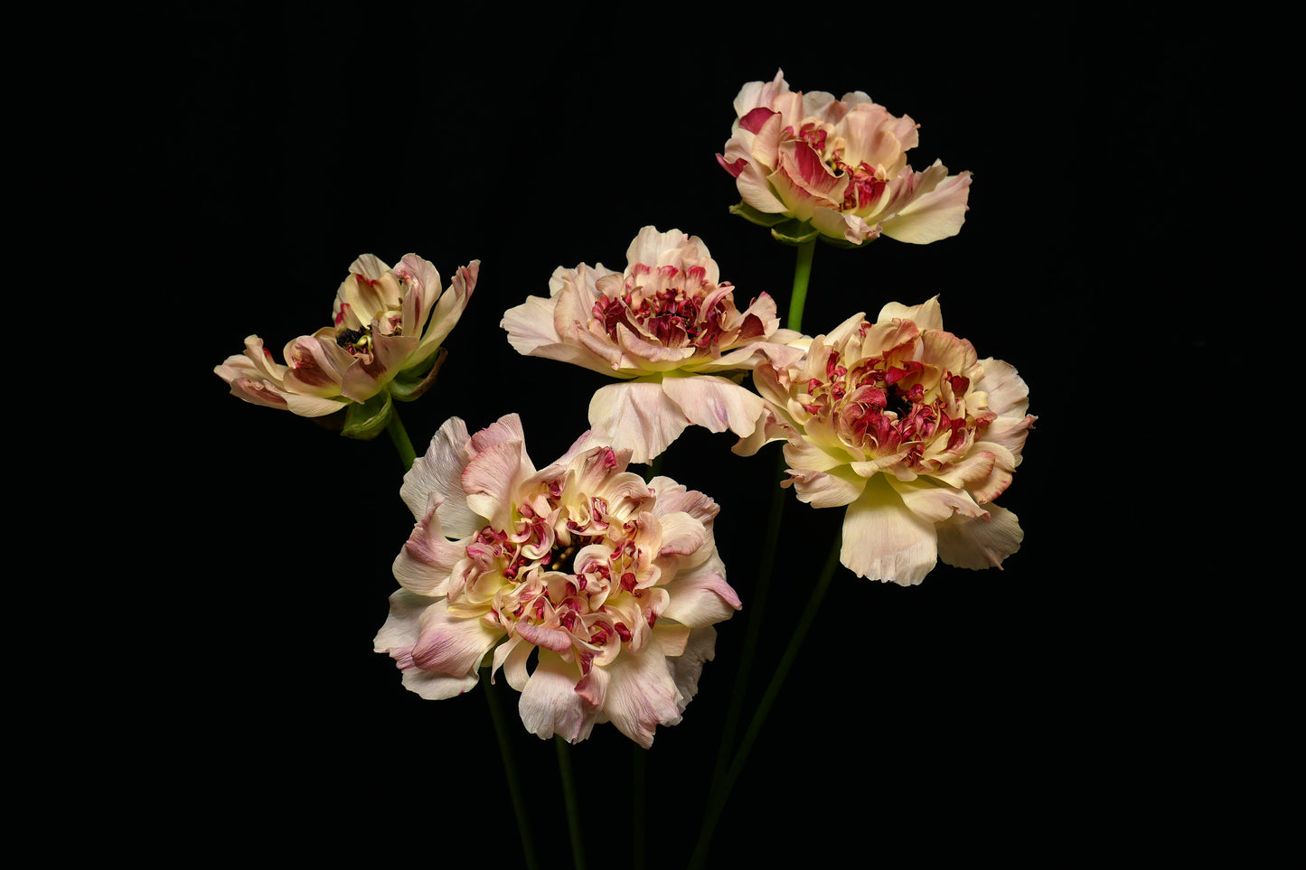 Ranunculus Charlotte Beige (CNY Pre Order)