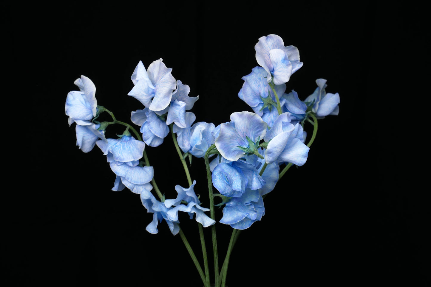 Sweet Pea Blue On Blue (Tinted)