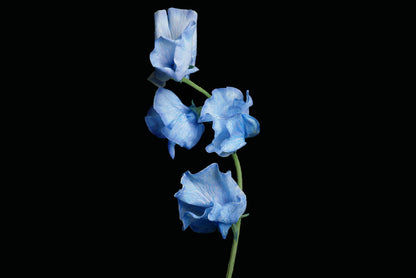 Sweet Pea Blue On Blue (Tinted)