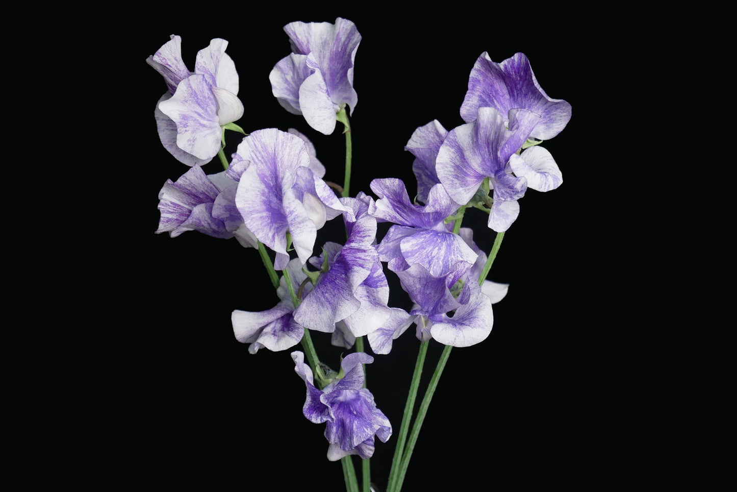 Sweet Pea Blue Splash (MOQ : 50Stems/Bunch) ETA 25 Jan 2025