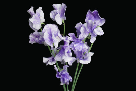 Sweet Pea Blue Splash (MOQ : 50Stems/Bunch) ETA 23 Jan 2025