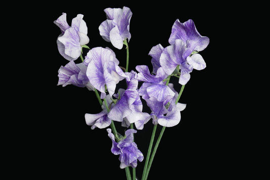 Sweet Pea Blue Splash (CNY Pre Order)