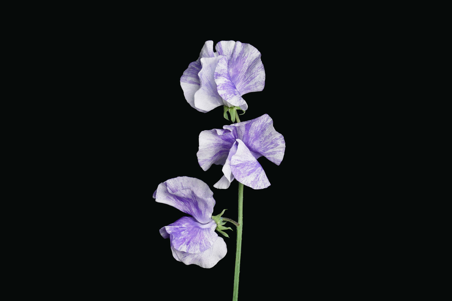 Sweet Pea Blue Splash (MOQ : 50Stems/Bunch) ETA 25 Jan 2025