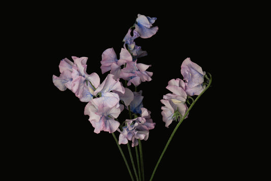 Sweet Pea Hydrangea (Tinted)