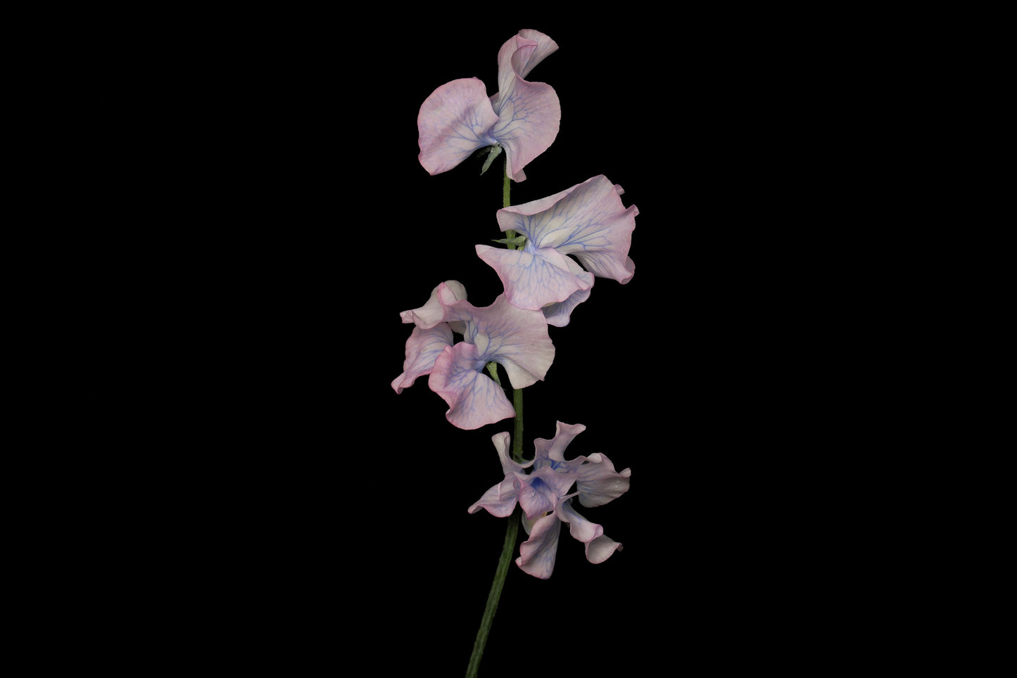 Sweet Pea Hydrangea (Tinted)