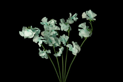 Sweet Pea Tinted Mint (MOQ : 50Stems/Bunch) ETA 25 Jan 2025