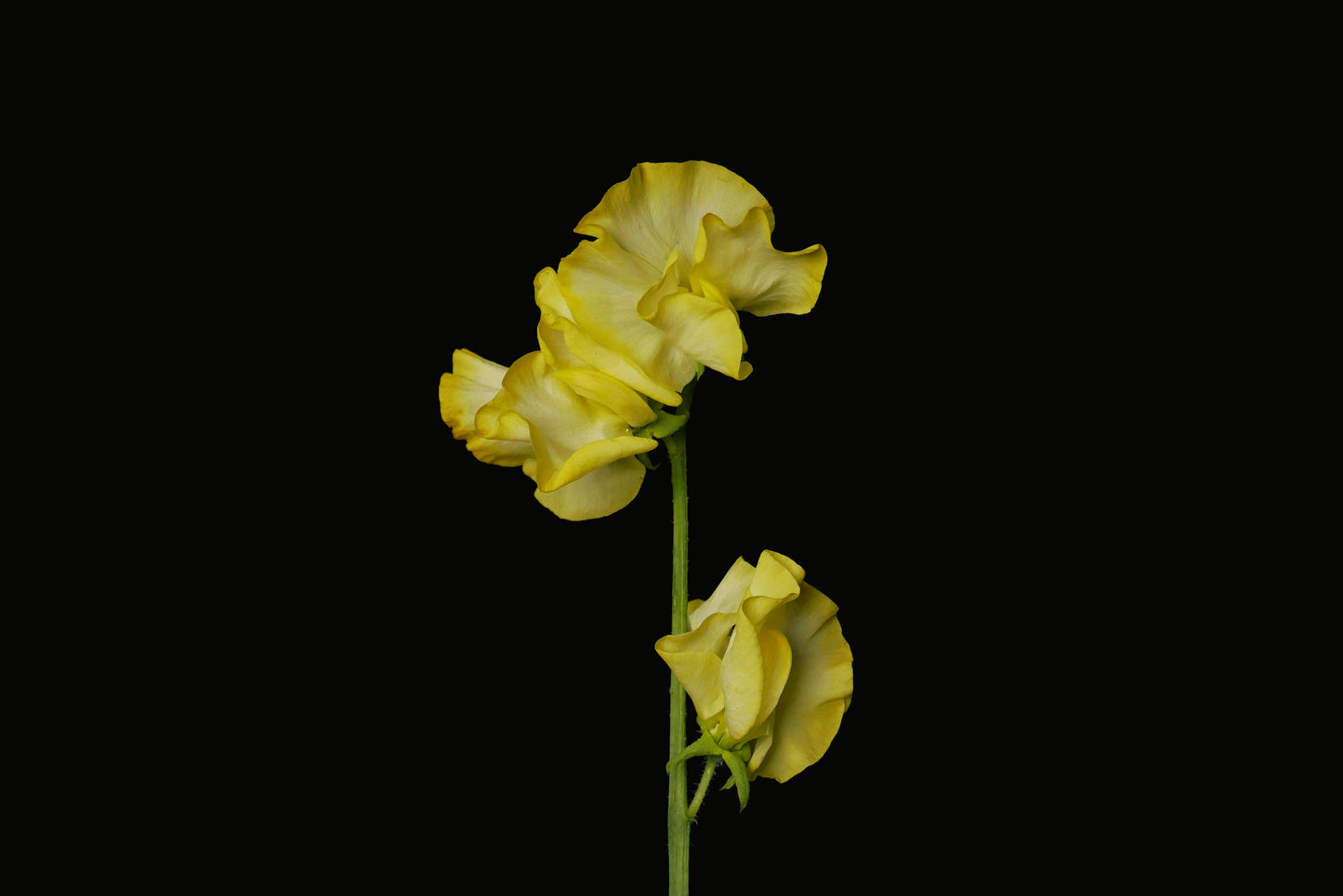 Sweet Pea Tinted Yellow (CNY Pre Order)