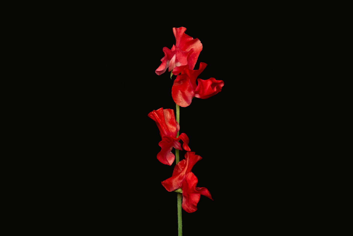 Sweet Pea Acarp (MOQ : 50Stems/Bunch) ETA 25 Jan 2025