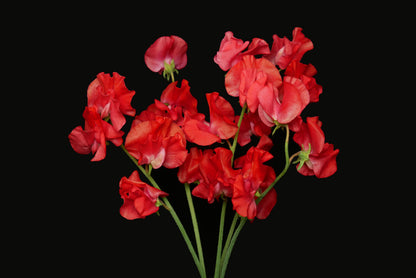 Sweet Pea Acarp (MOQ : 50Stems/Bunch) ETA 25 Jan 2025