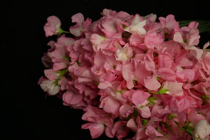 Sweet Pea Salmon Pink (CNY Pre Order)