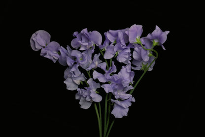 Sweet Pea Lavender