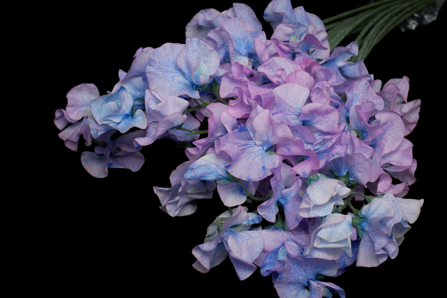 Sweet Pea Hydrangea (Tinted)