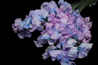 Sweet Pea Hydrangea (Tinted)