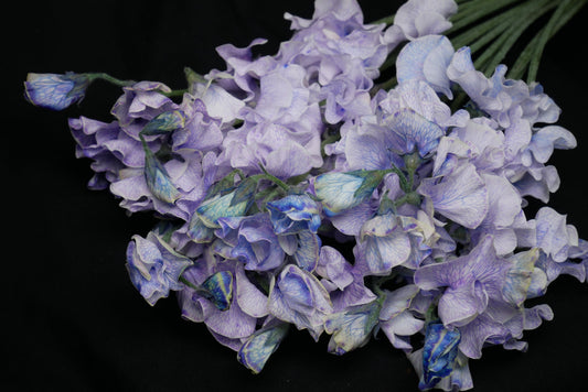 Sweet Pea Lavender Blue (Tinted)