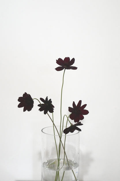 Chocolate Cosmos (40cm)