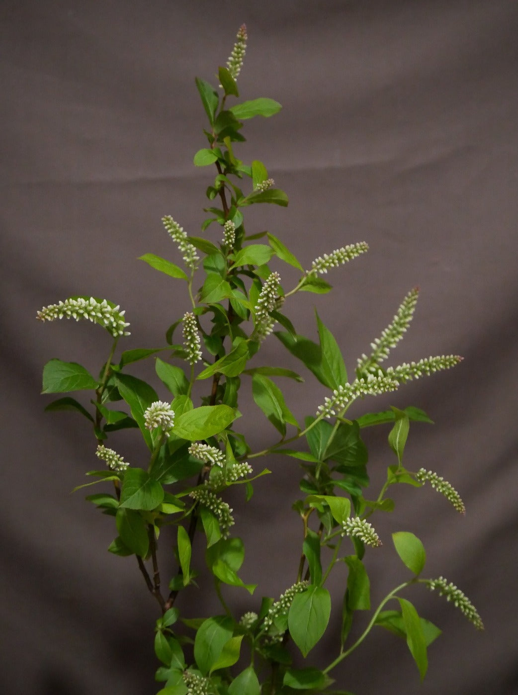 Itea Virginica (80cm)