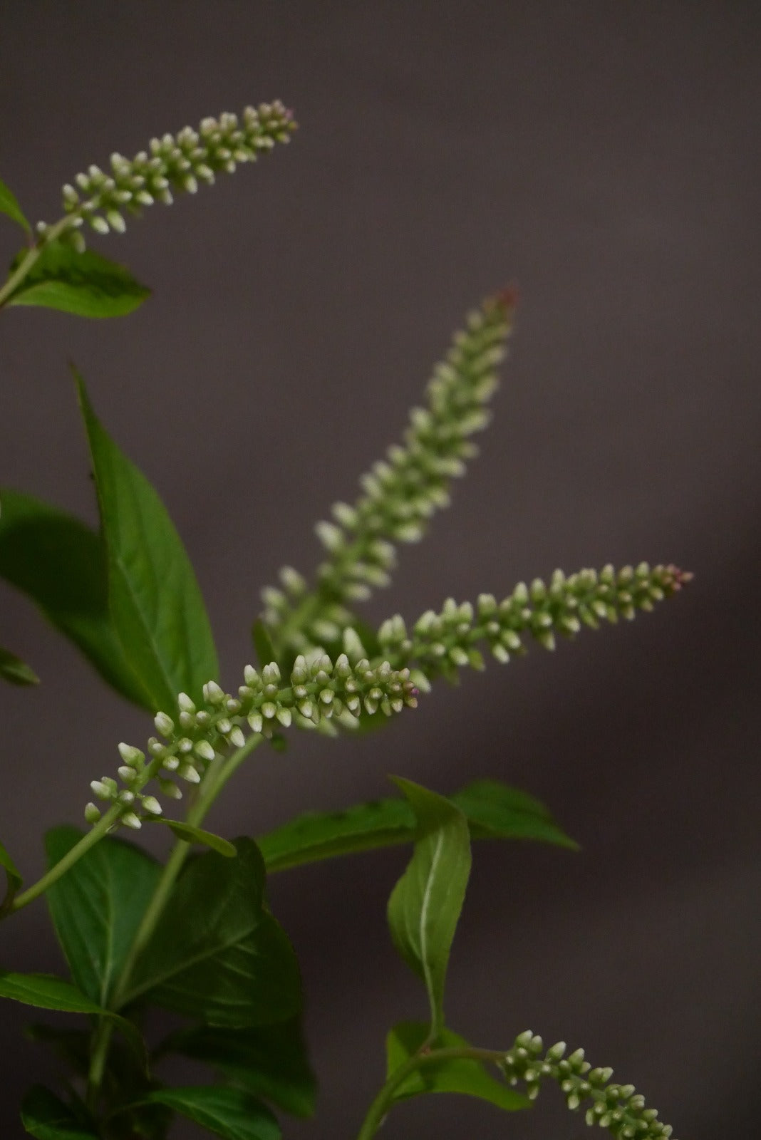 Itea Virginica (80cm)