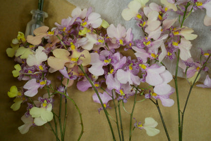 Oncidium Haruri (20-30cm)