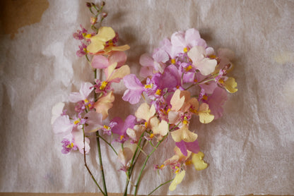 Oncidium Haruri (20-30cm)