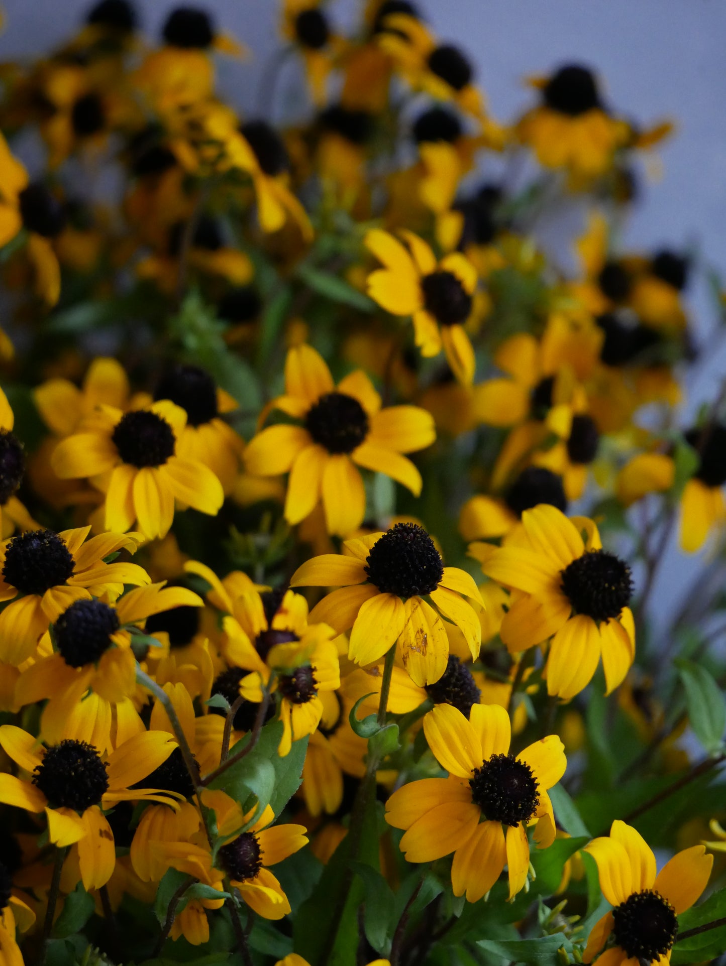 Rudbeckia Takao (70cm)