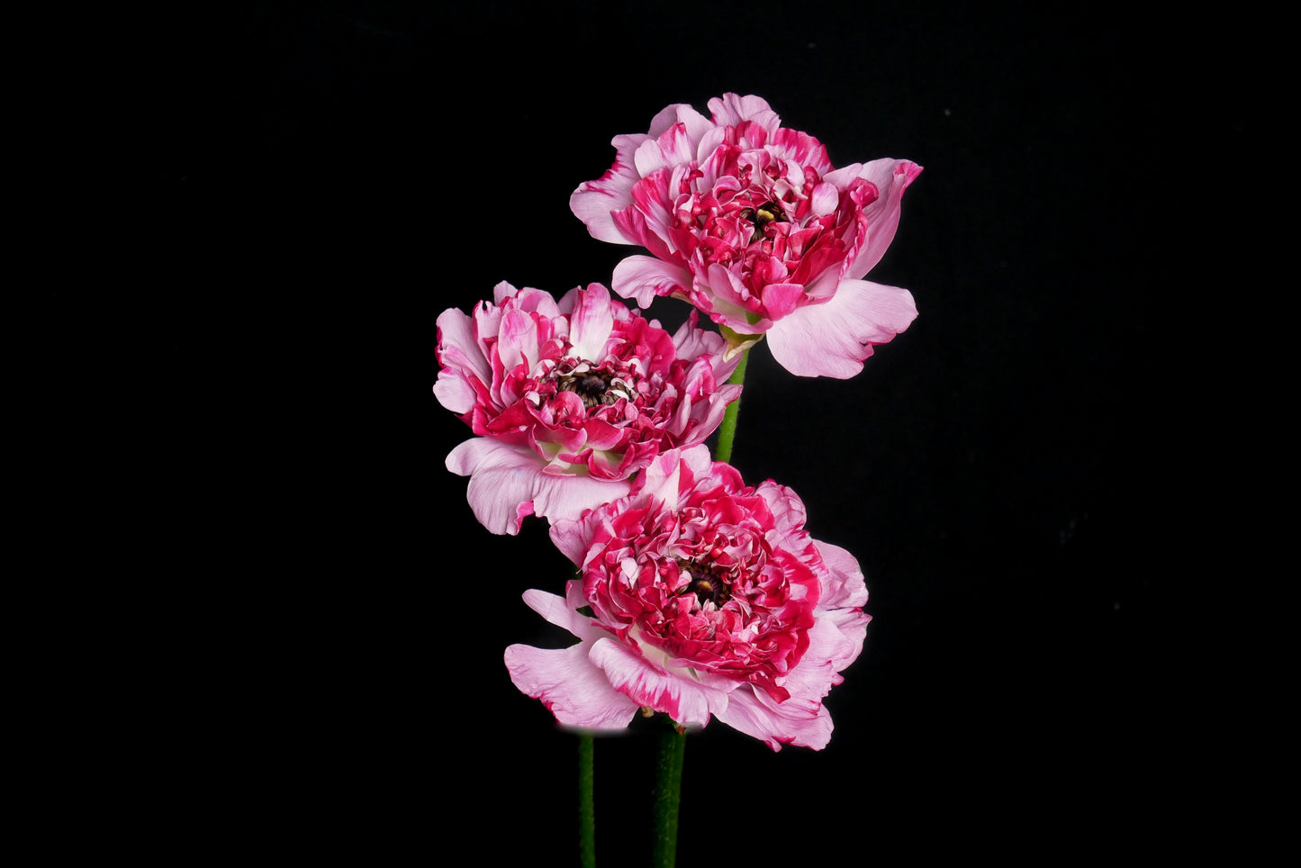 Ranunculus Charlotte Select (MOQ : 10Stems/Bunch) ETA 25 Jan 2025