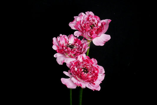 Ranunculus Charlotte Super (MOQ : 10Stems/Bunch) ETA 25 Jan 2025