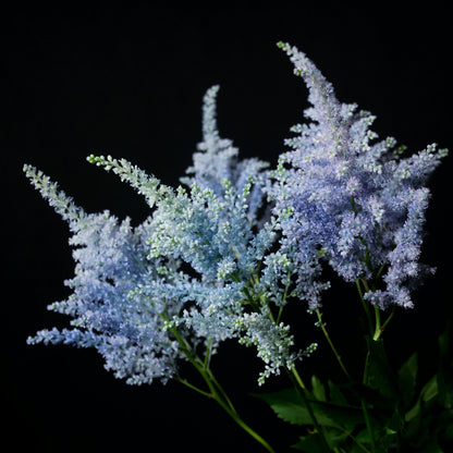 Astilbe Tinted Light Blue