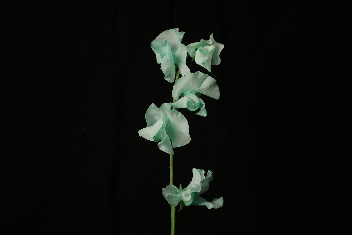 Sweet Pea Tinted Mint (MOQ : 50Stems/Bunch) ETA 25 Jan 2025