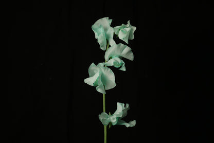 Sweet Pea Tinted Mint (MOQ : 50Stems/Bunch) ETA 25 Jan 2025