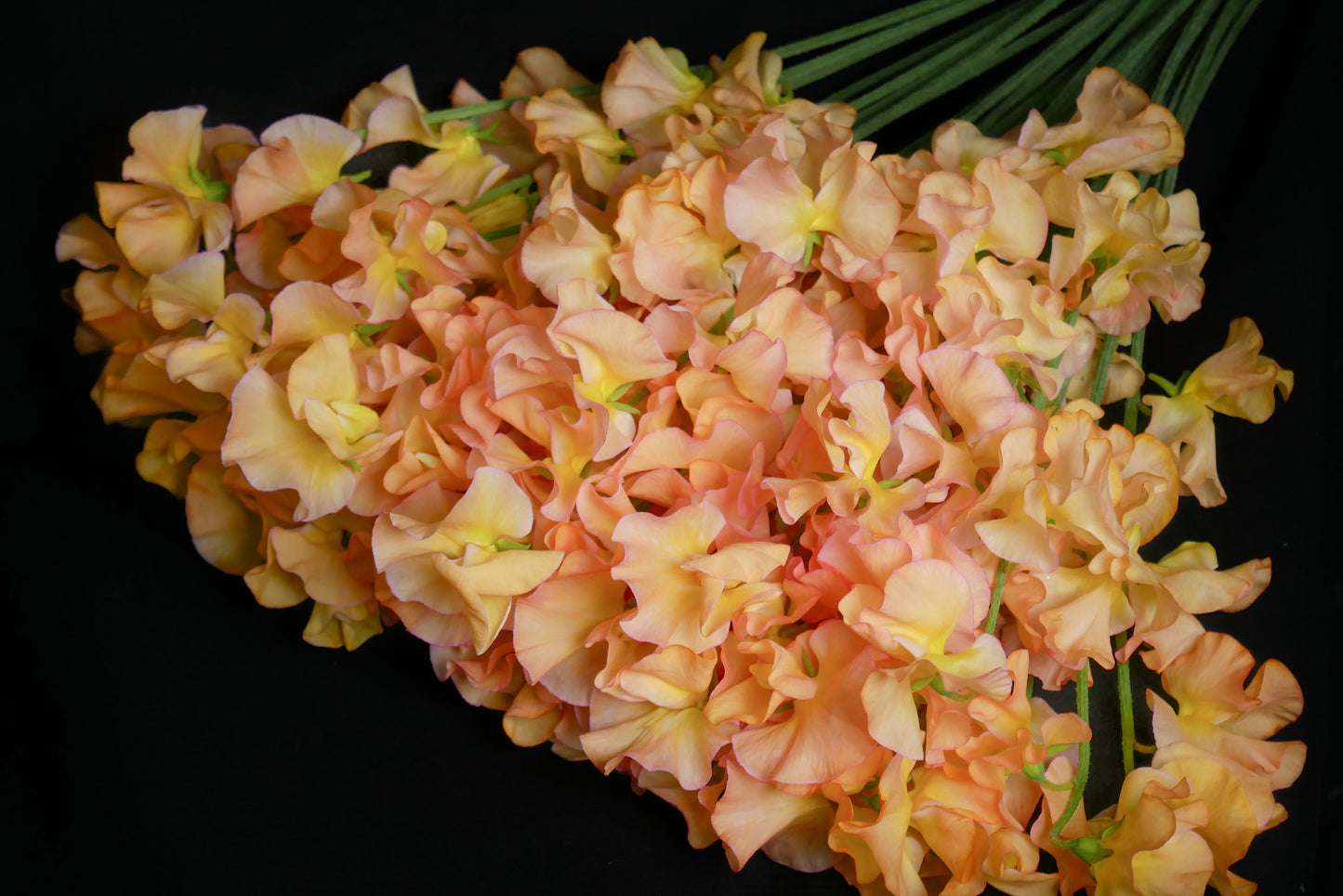 Sweet Pea Sky Orange (CNY Pre Order)