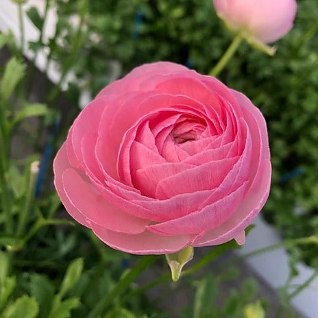 Ranunculus Palme d’Or (SELECT)