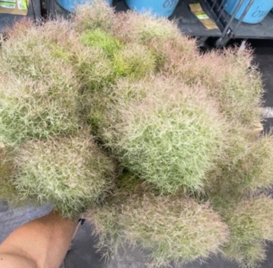 Cotinus Coggygria (Smoke Tree) Peach fur (秀3L)