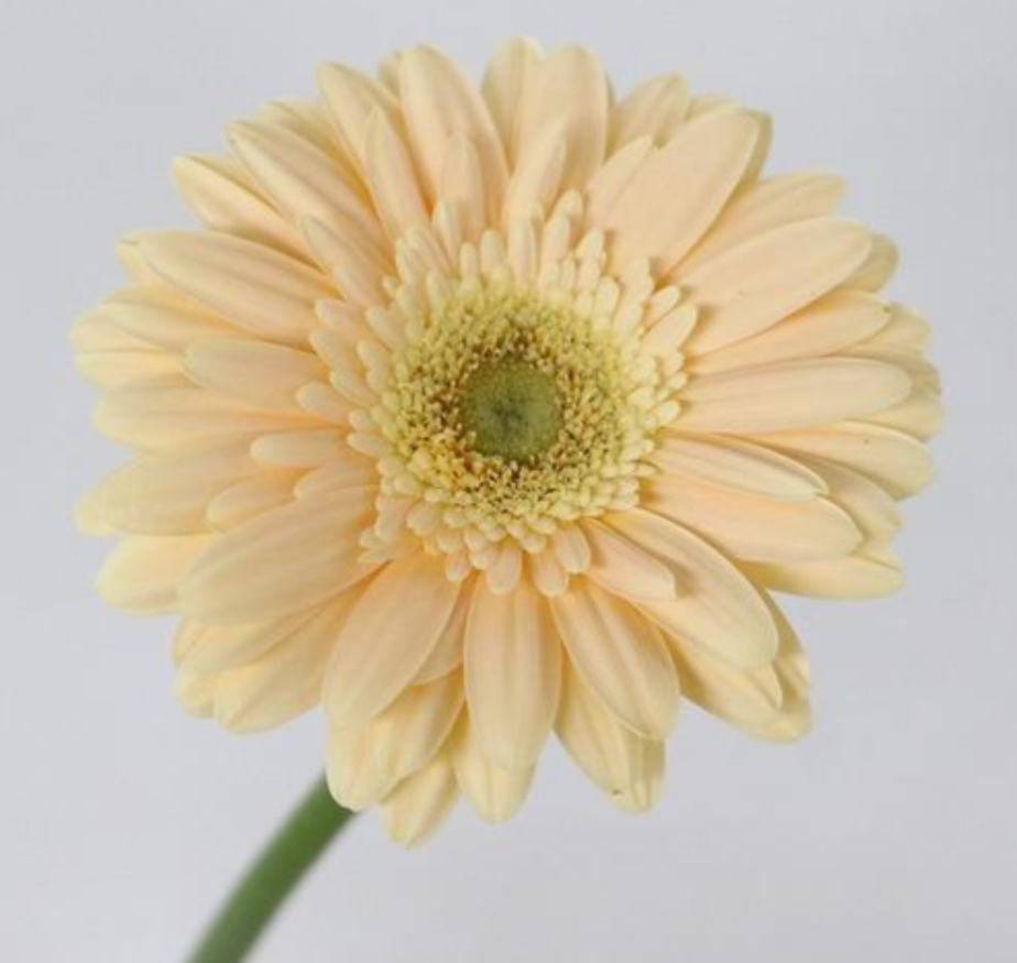 Gerbera Petit Cavalier