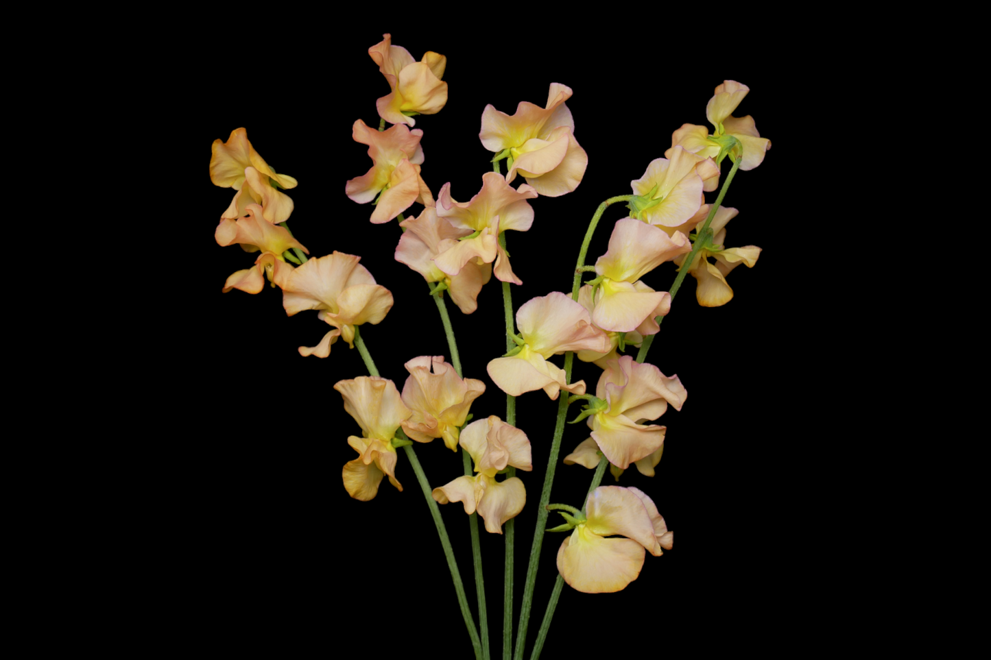 Sweet Pea Sky Orange (CNY Pre Order)