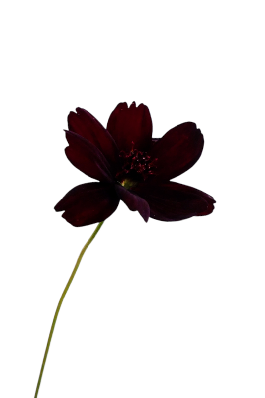 Chocolate Cosmos (40cm)