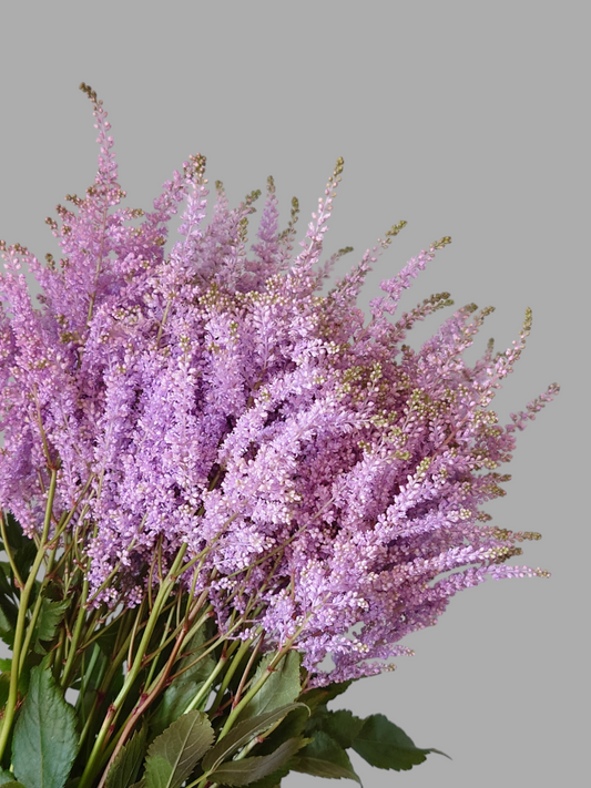 Astilbe Tinted Lavender (Pre Order)