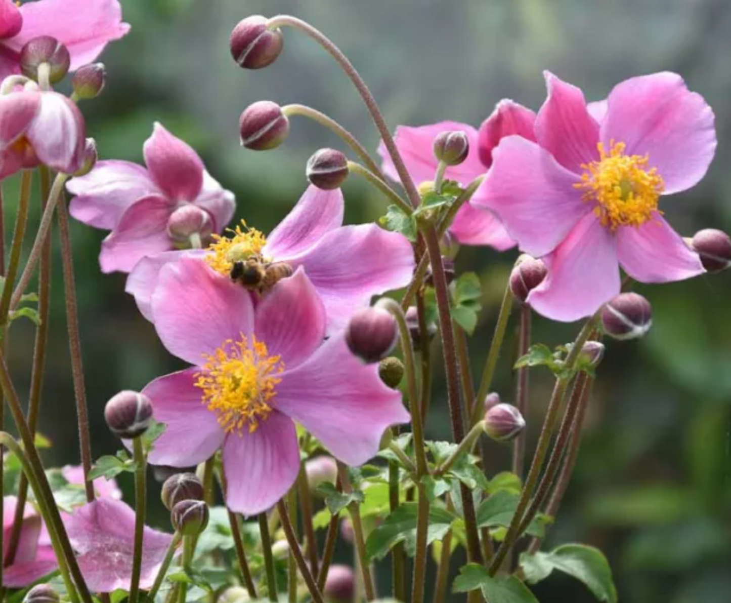 Anemone hupehensis 秋明菊 Pink (80cm)