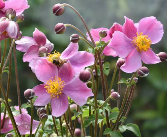 Anemone hupehensis 秋明菊  Pink