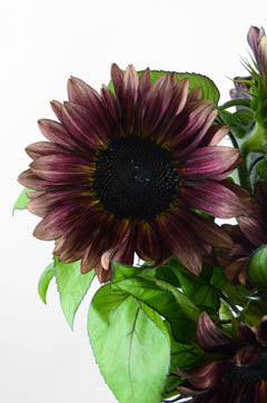 Helianthus Procut Red