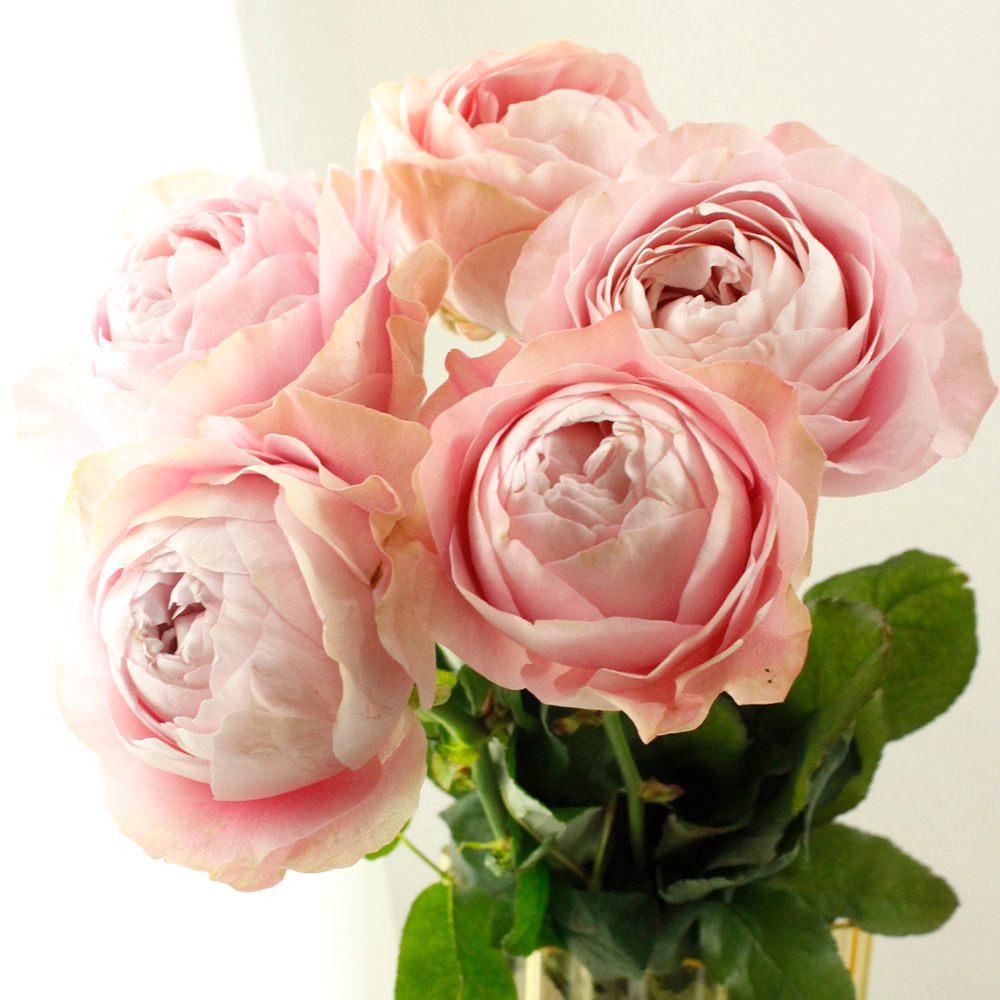 Rosa All 4 Heart (60cm)