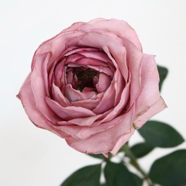 Pablovez (60cm)