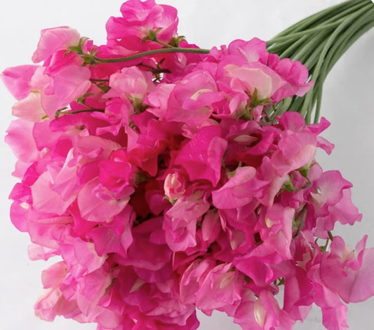 Sweet Pea Rose Pink