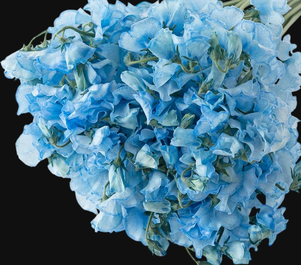 Sweet Pea Royal Blue - Light (Tinted)