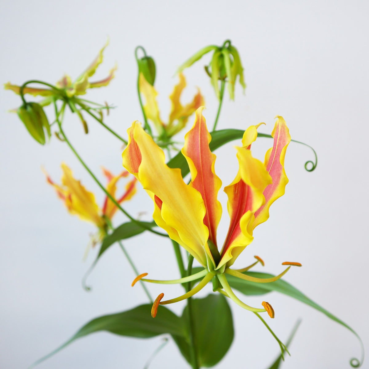 Gloriosa Sasayo (~90cm)
