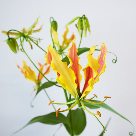 【月見】Gloriosa Sasayo (~90cm)