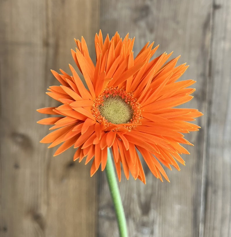 Gerbera Netzer
